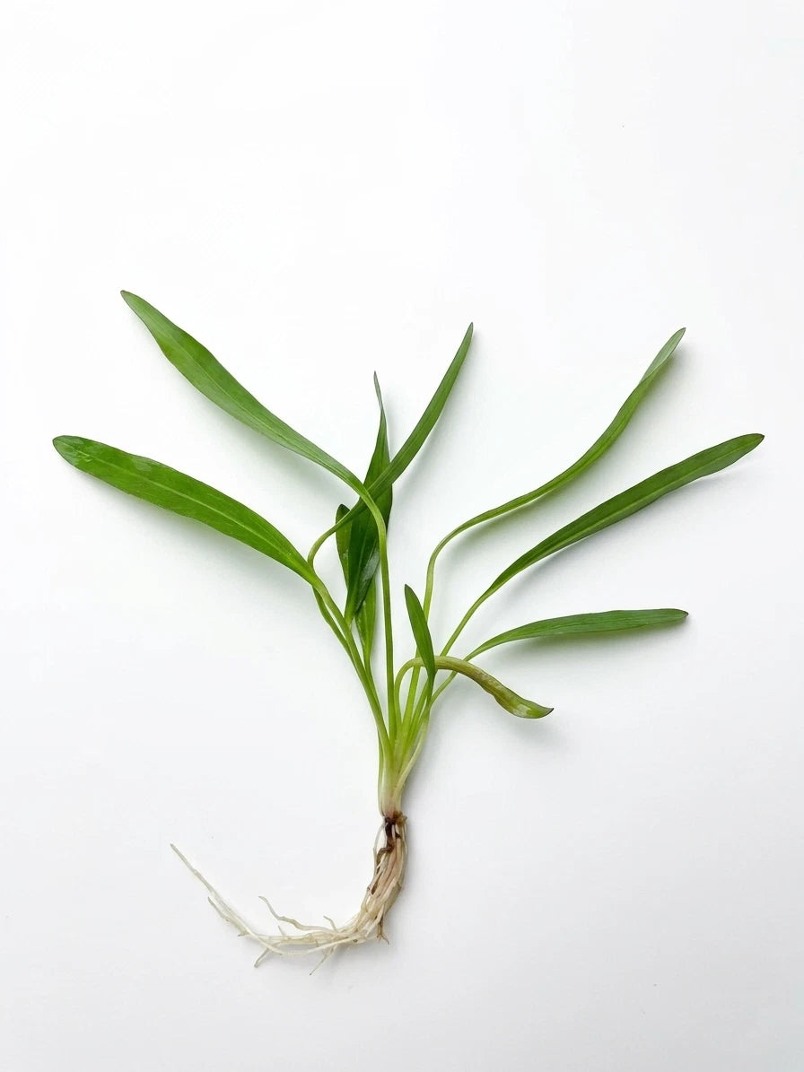 Echinodorus Red Devil Live Aquarium Plant Red Sword Easy Mid Background