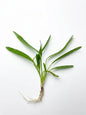 Echinodorus Red Devil Live Aquarium Plant Red Sword Easy Mid Background
