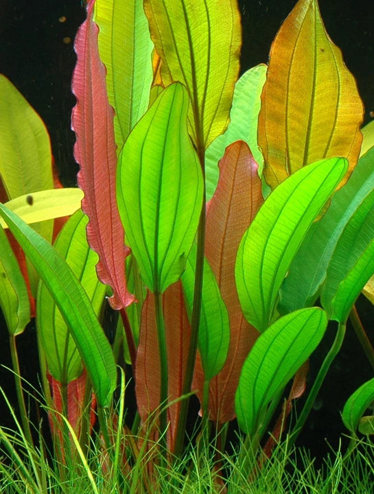 Echinodorus Red Diamond Live Aquarium Plant Red Sword Easy Freshwater Aquascape