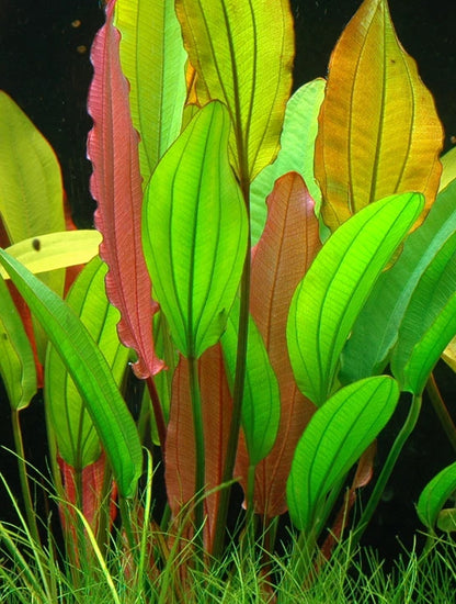 Echinodorus Red Diamond Live Aquarium Plant Red Sword Easy Freshwater Aquascape