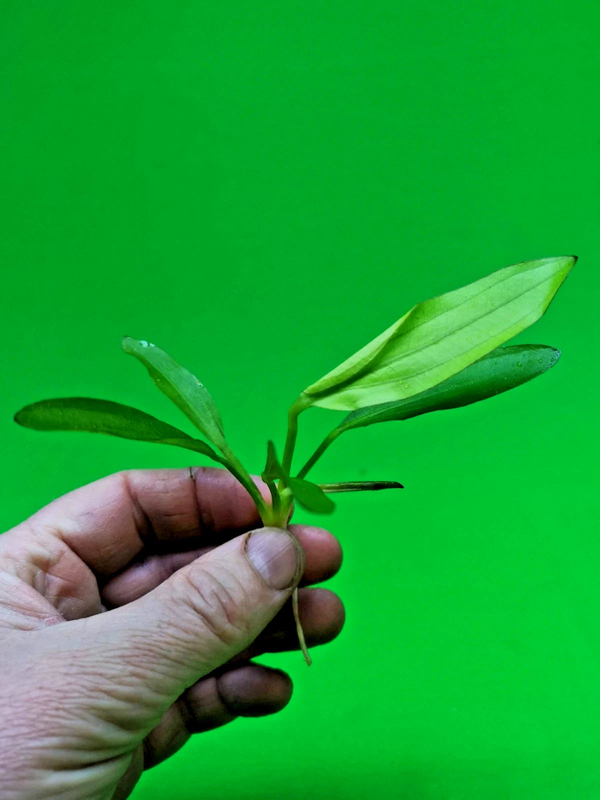 Echinodorus Red Diamond Live Aquarium Plant Red Sword Easy Freshwater Aquascape