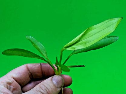 Echinodorus Red Diamond Live Aquarium Plant Red Sword Easy Freshwater Aquascape