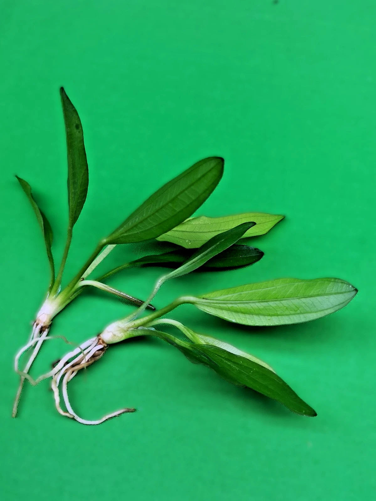 Echinodorus Red Diamond Live Aquarium Plant Red Sword Easy Freshwater Aquascape