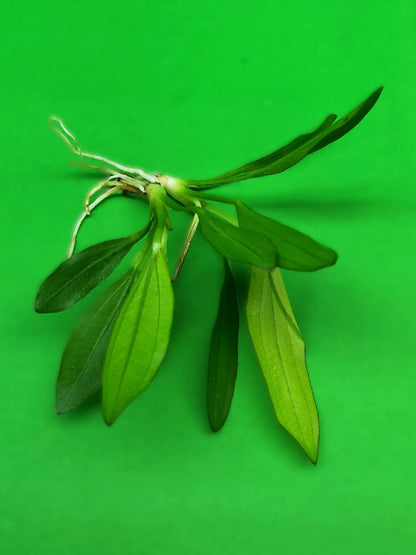 Echinodorus Red Diamond Live Aquarium Plant Red Sword Easy Freshwater Aquascape