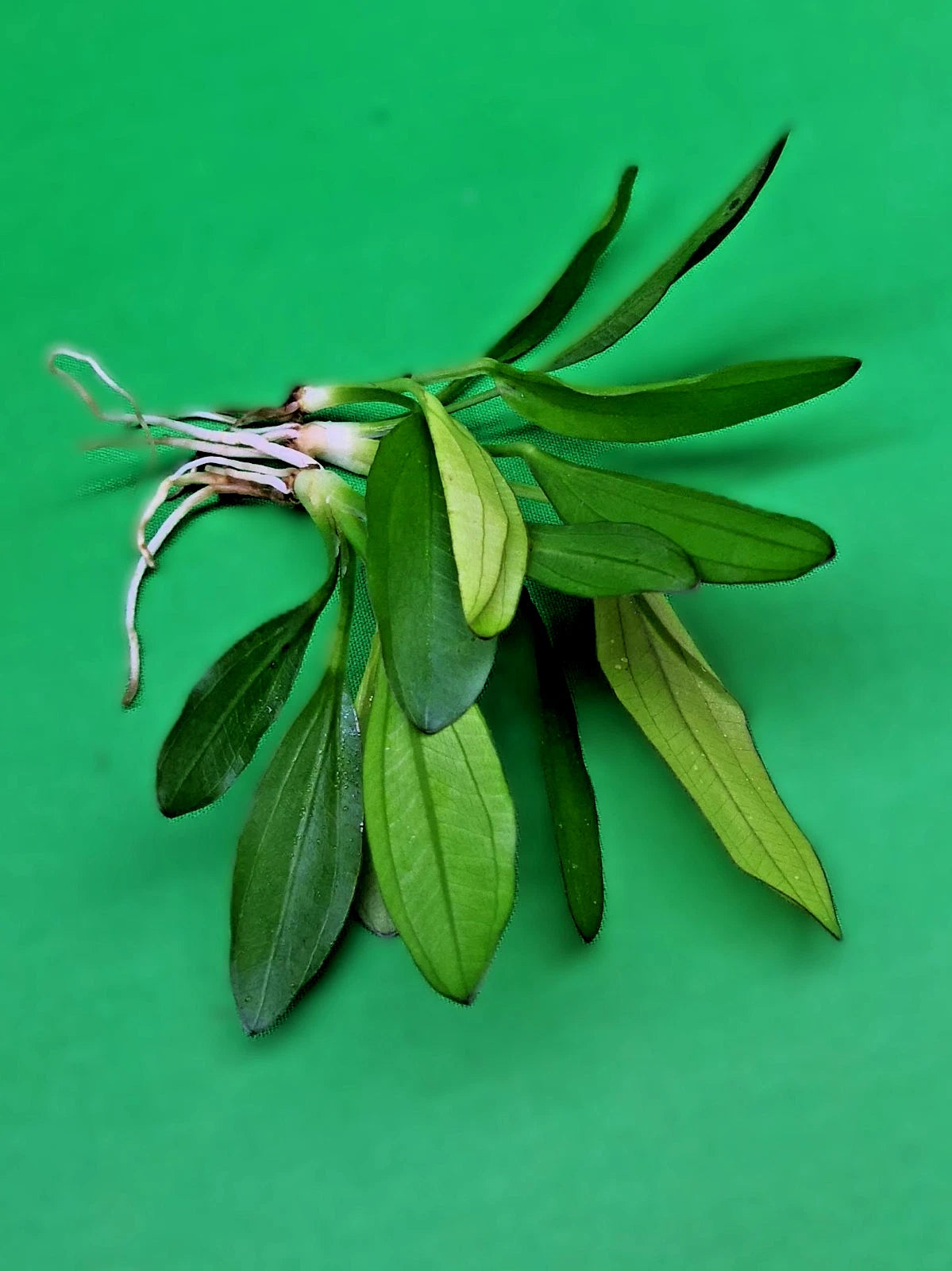 Echinodorus Red Diamond Live Aquarium Plant Red Sword Easy Freshwater Aquascape