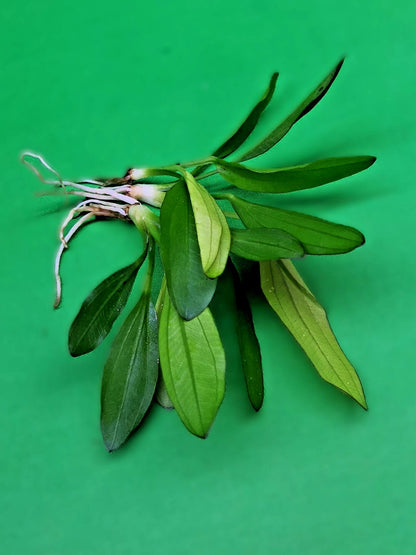 Echinodorus Red Diamond Live Aquarium Plant Red Sword Easy Freshwater Aquascape