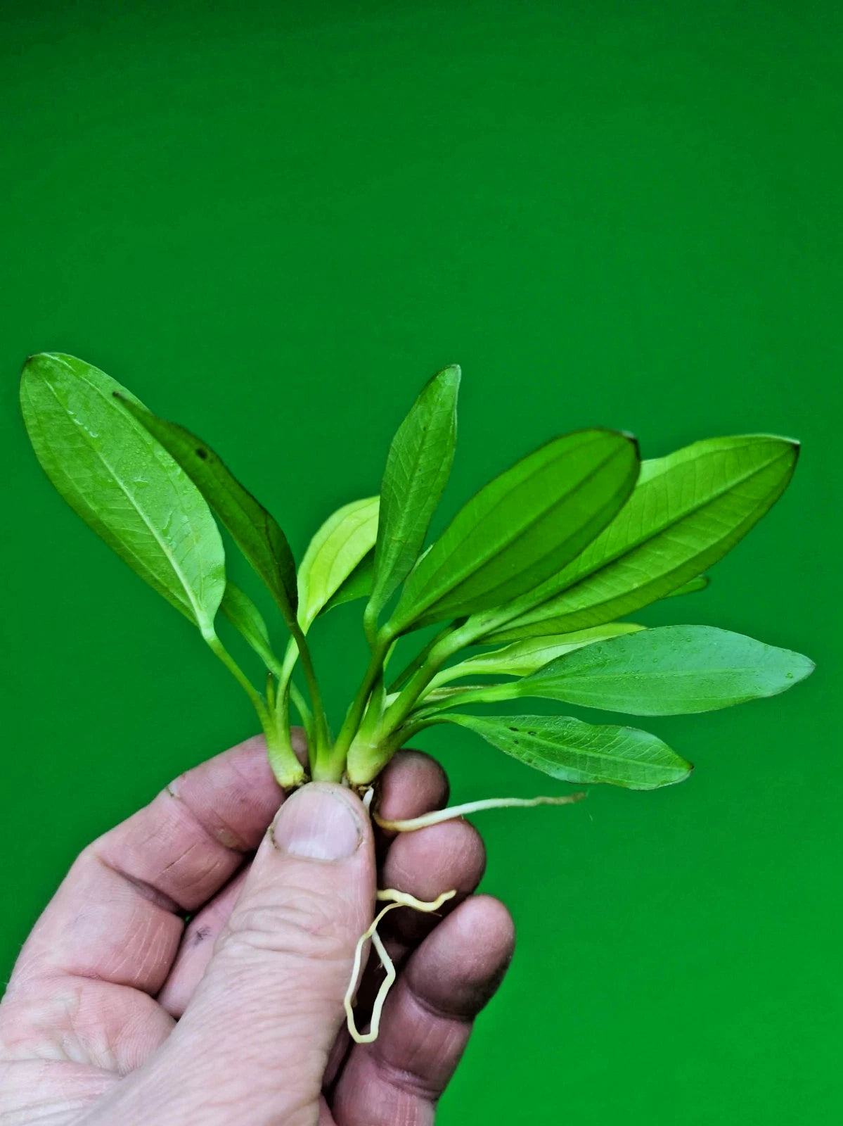 Echinodorus Red Diamond Live Aquarium Plant Red Sword Easy Freshwater Aquascape