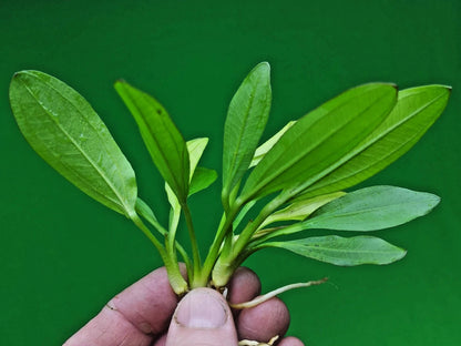 Echinodorus Red Diamond Live Aquarium Plant Red Sword Easy Freshwater Aquascape