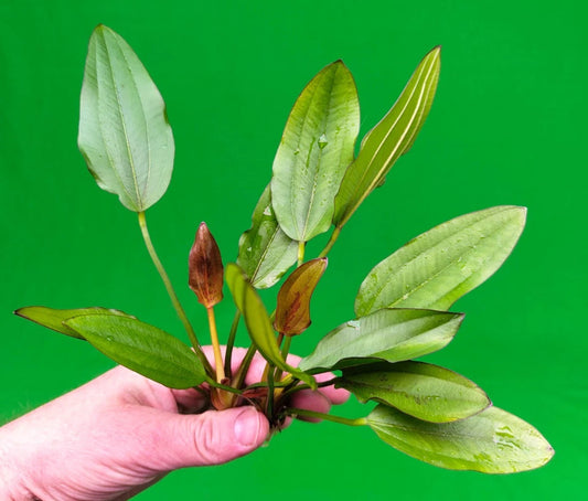 Echinodorus Red Edge Variegated Amazon Sword Live Aquarium Plant Fish Tank