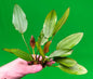 Echinodorus Red Edge Variegated Amazon Sword Live Aquarium Plant Fish Tank