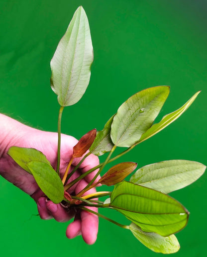 Echinodorus Red Edge Variegated Amazon Sword Live Aquarium Plant Fish Tank