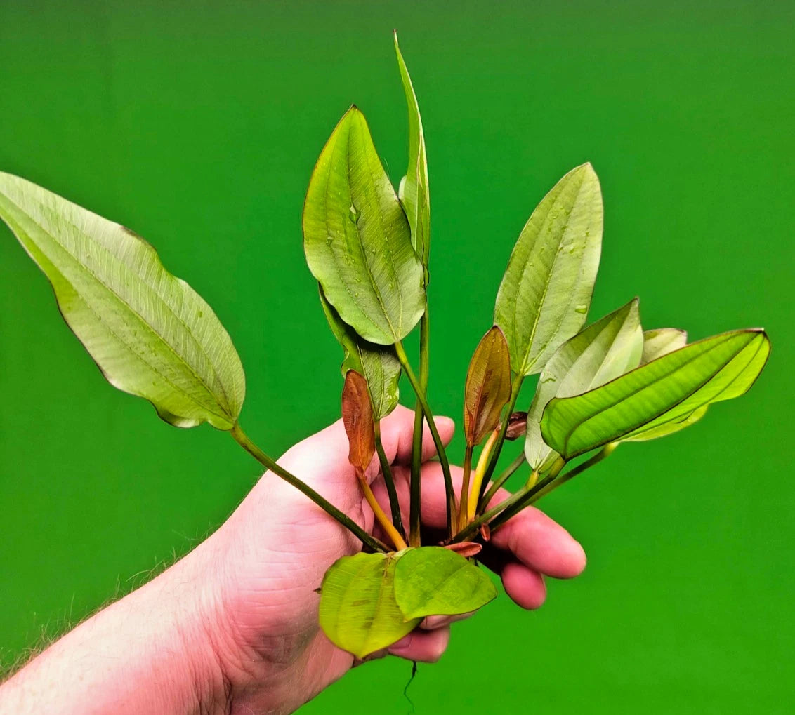 Echinodorus Red Edge Variegated Amazon Sword Live Aquarium Plant Fish Tank