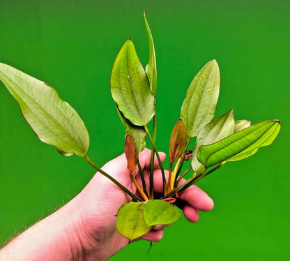 Echinodorus Red Edge Variegated Amazon Sword Live Aquarium Plant Fish Tank