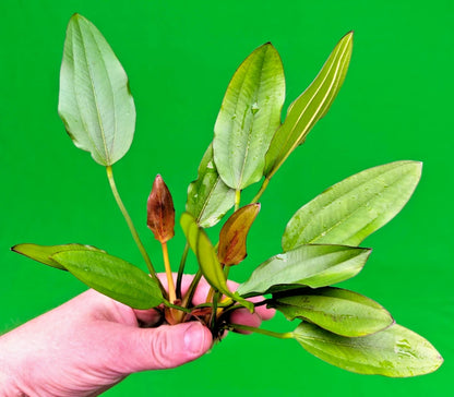 Echinodorus Red Edge Variegated Amazon Sword Live Aquarium Plant Fish Tank