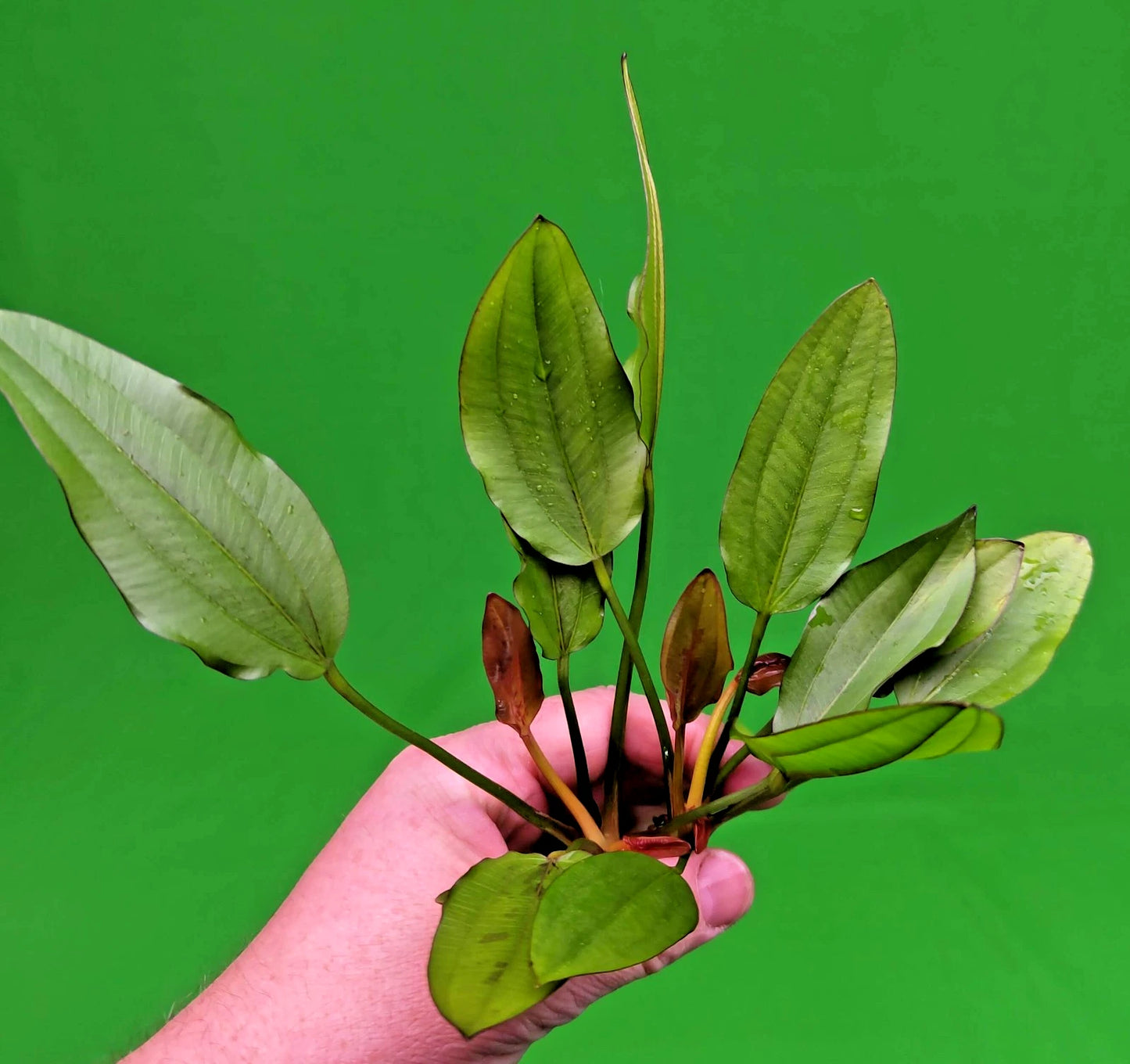Echinodorus Red Edge Variegated Amazon Sword Live Aquarium Plant Fish Tank