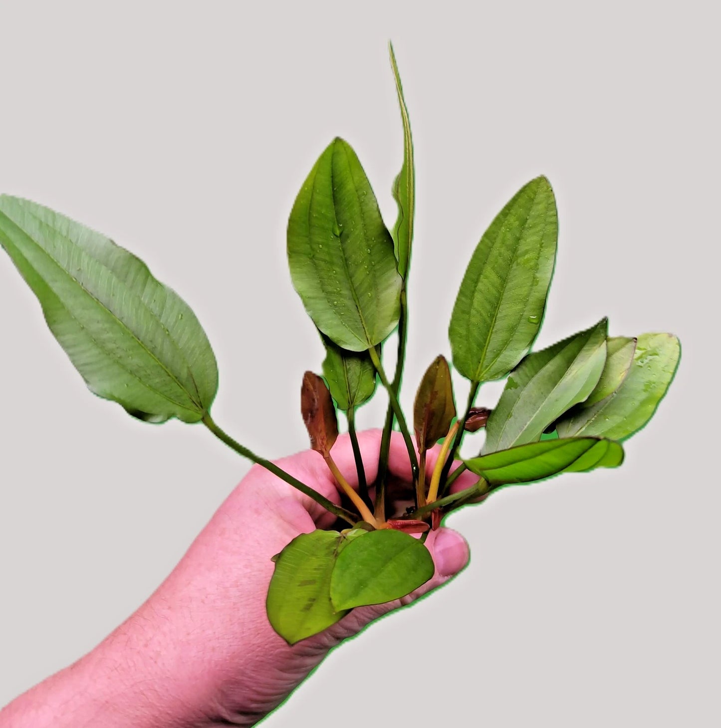 Echinodorus Red Edge Variegated Amazon Sword Live Aquarium Plant Fish Tank