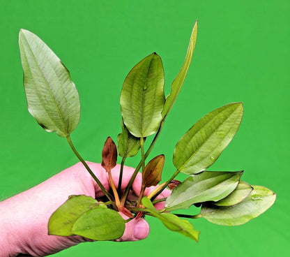 Echinodorus Red Edge Variegated Amazon Sword Live Aquarium Plant Fish Tank