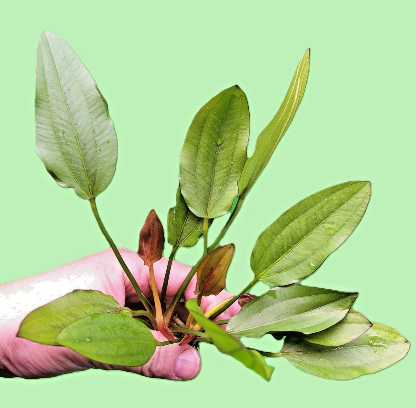 Echinodorus Red Edge Variegated Amazon Sword Live Aquarium Plant Fish Tank
