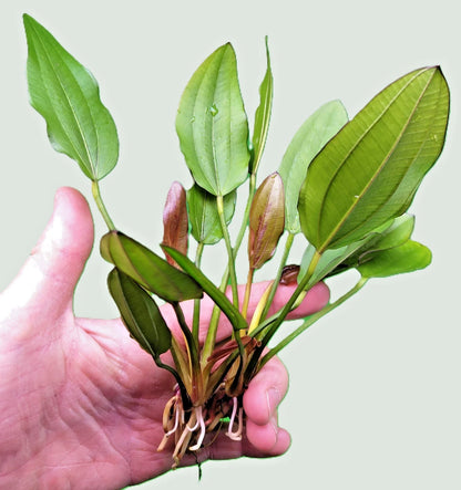 Echinodorus Red Edge Variegated Amazon Sword Live Aquarium Plant Fish Tank