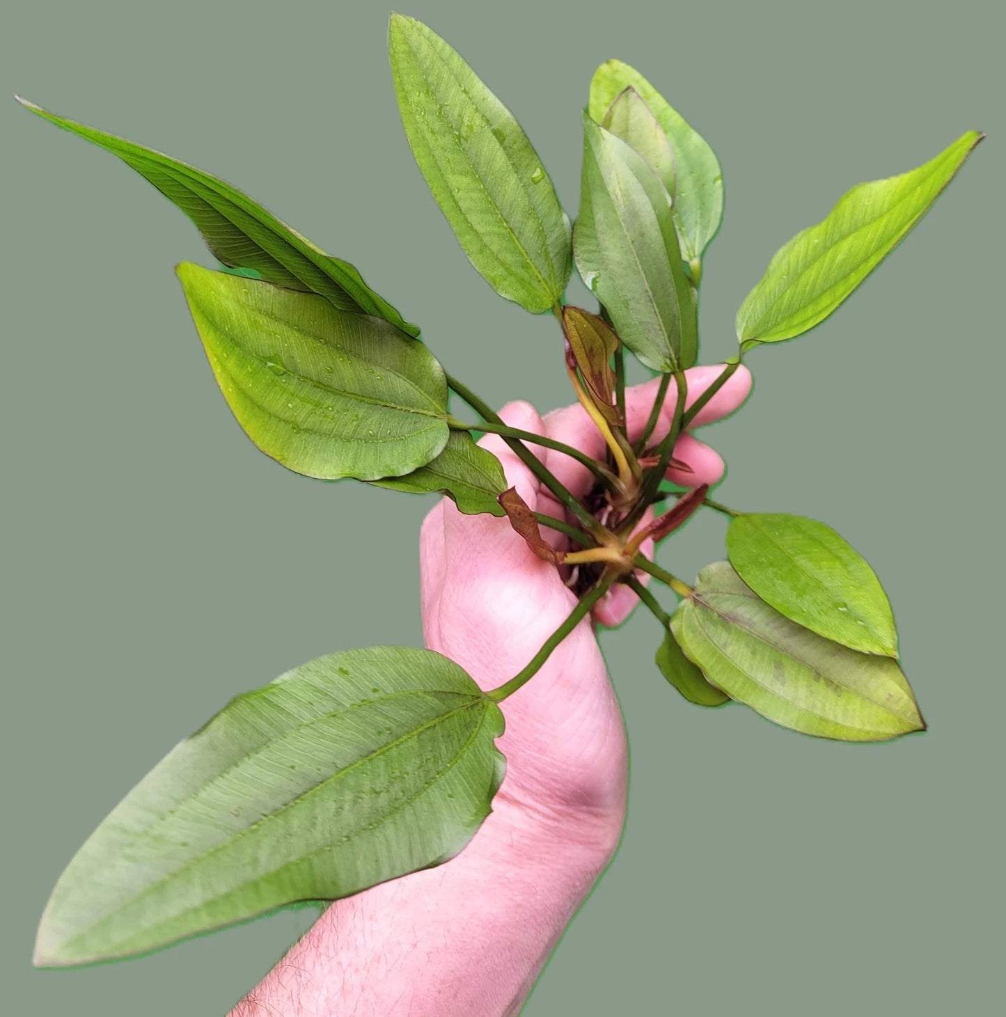 Echinodorus Red Edge Variegated Amazon Sword Live Aquarium Plant Fish Tank