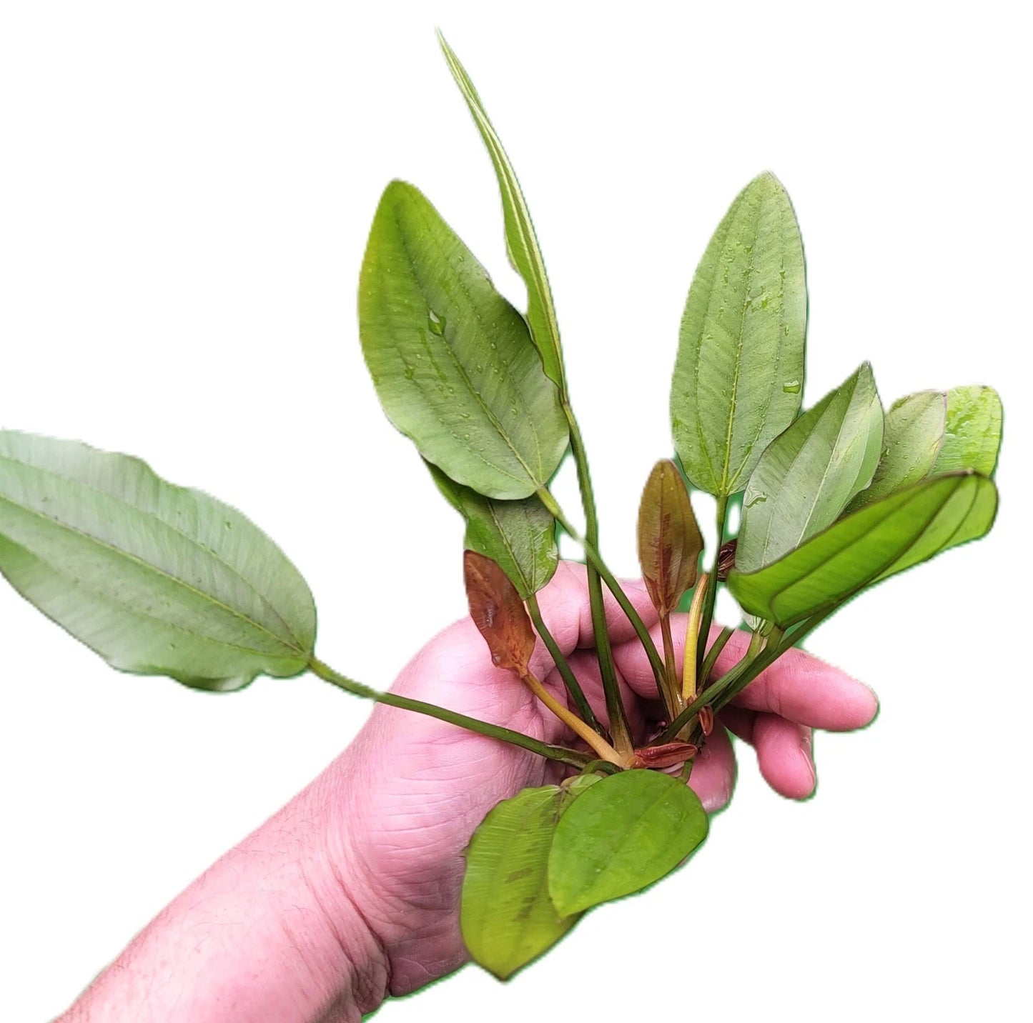 Echinodorus Red Edge Variegated Amazon Sword Live Aquarium Plant Fish Tank
