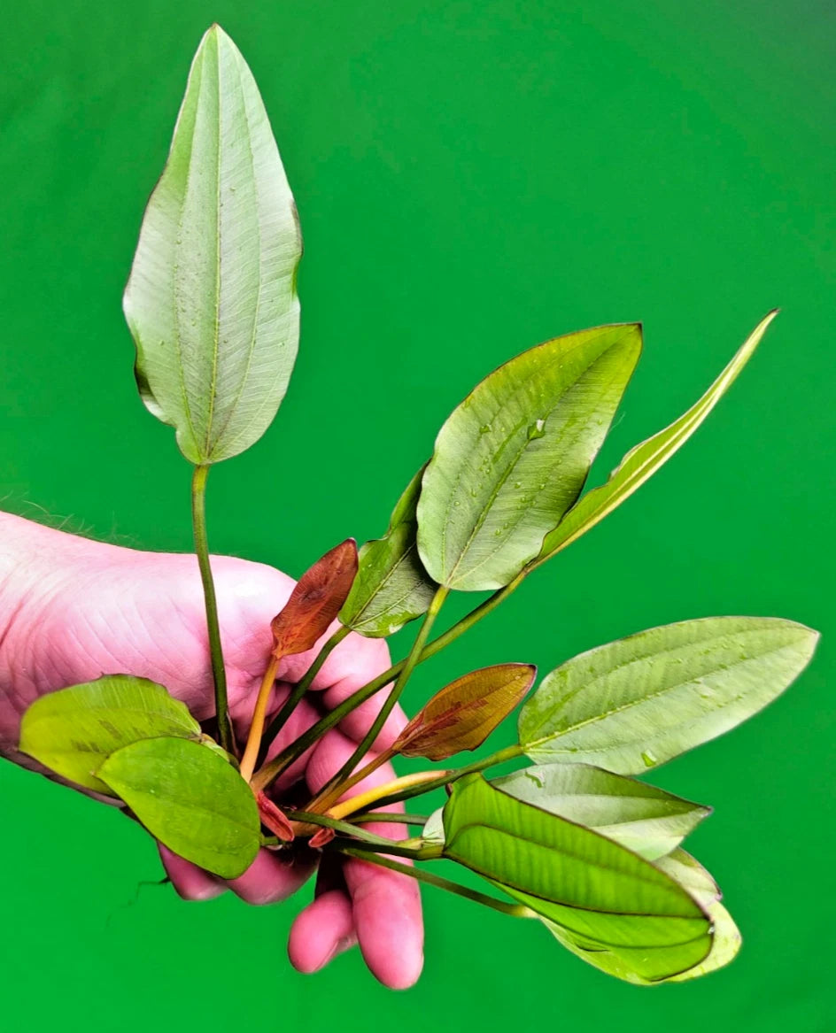 Echinodorus Red Edge Variegated Amazon Sword Live Aquarium Plant Fish Tank