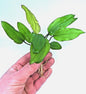 Echinodorus Red Wild Grass Live Aquarium Plant Sword Tropical Aquarium
