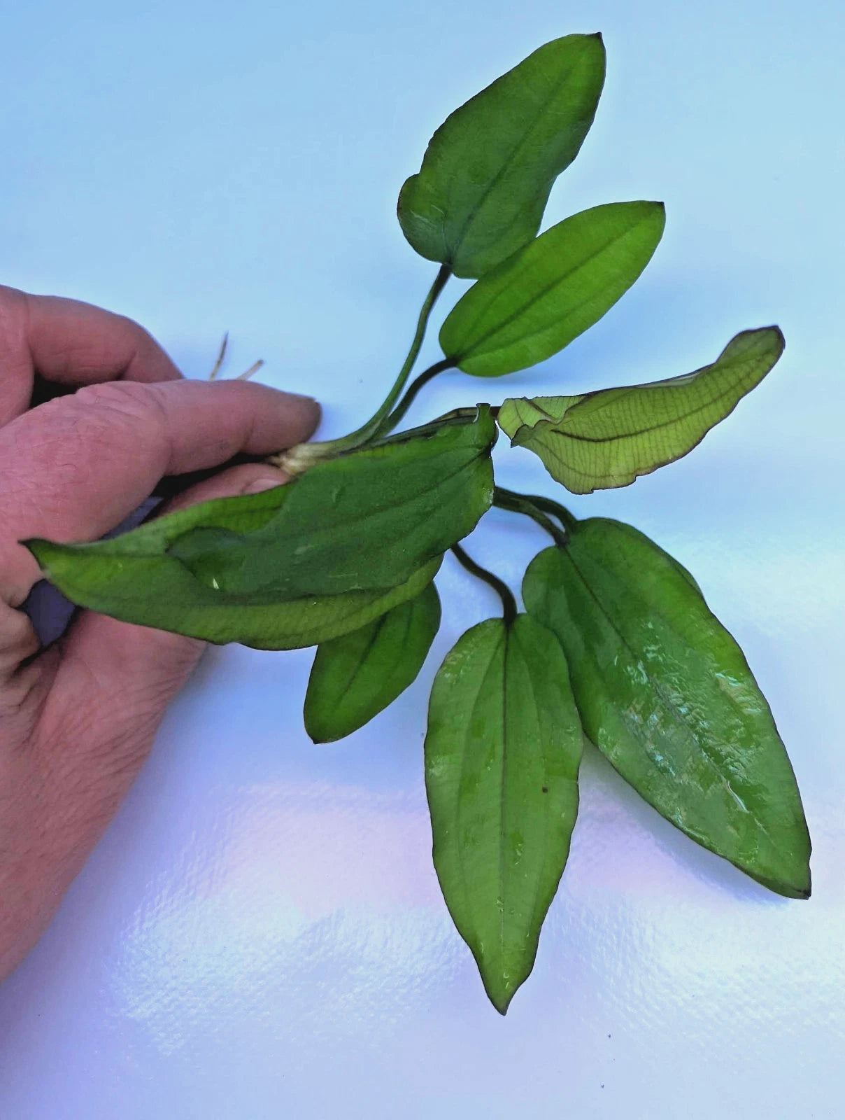 Echinodorus Red Wild Grass Live Aquarium Plant Sword Tropical Aquarium
