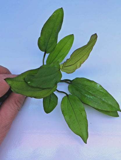 Echinodorus Red Wild Grass Live Aquarium Plant Sword Tropical Aquarium