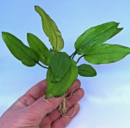 Echinodorus Red Wild Grass Live Aquarium Plant Sword Tropical Aquarium