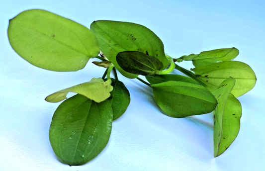 Echinodorus Yellow Sun Live Aquarium Plant Red Green Sword – Tropical Rare