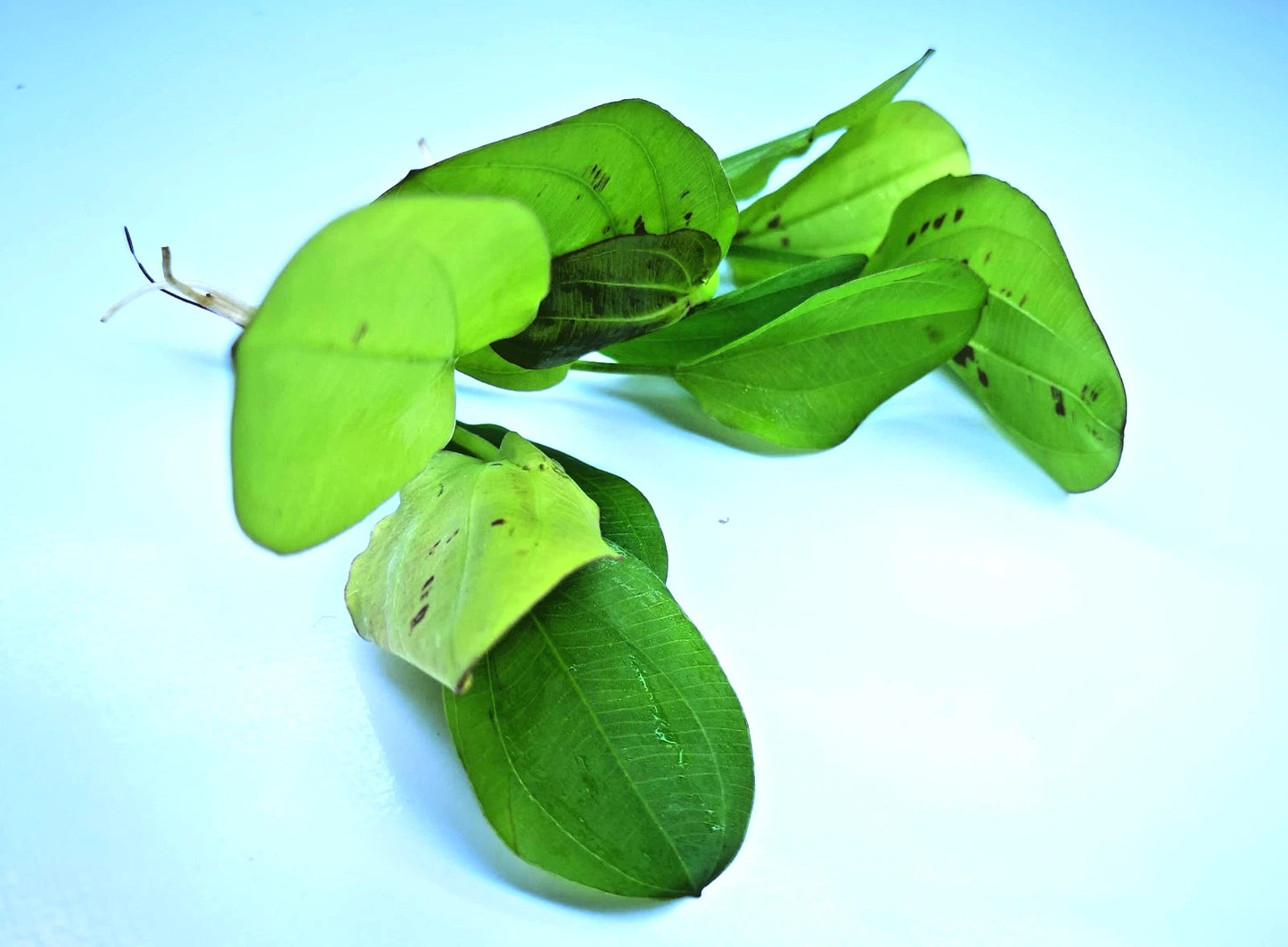 Echinodorus Yellow Sun Live Aquarium Plant Red Green Sword – Tropical Rare