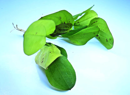 Echinodorus Yellow Sun Live Aquarium Plant Red Green Sword – Tropical Rare