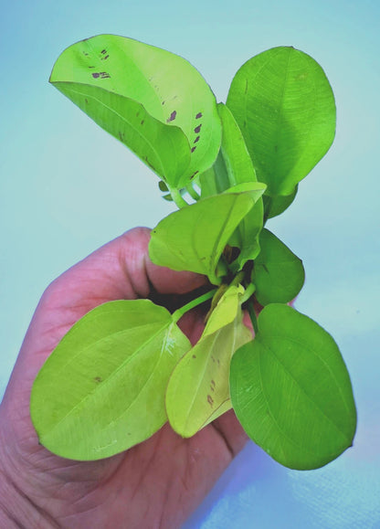 Echinodorus Yellow Sun Live Aquarium Plant Red Green Sword – Tropical Rare