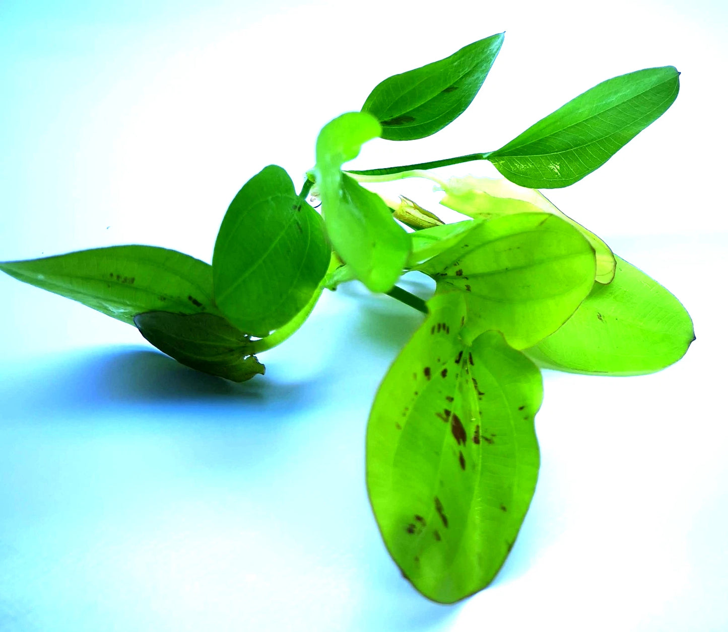 Echinodorus Yellow Sun Live Aquarium Plant Red Green Sword – Tropical Rare