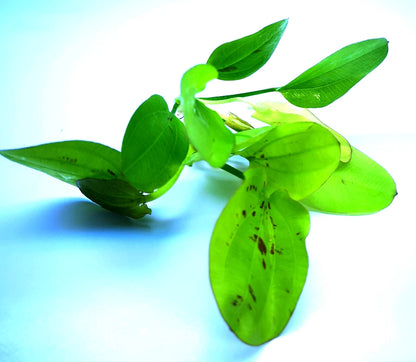Echinodorus Yellow Sun Live Aquarium Plant Red Green Sword – Tropical Rare