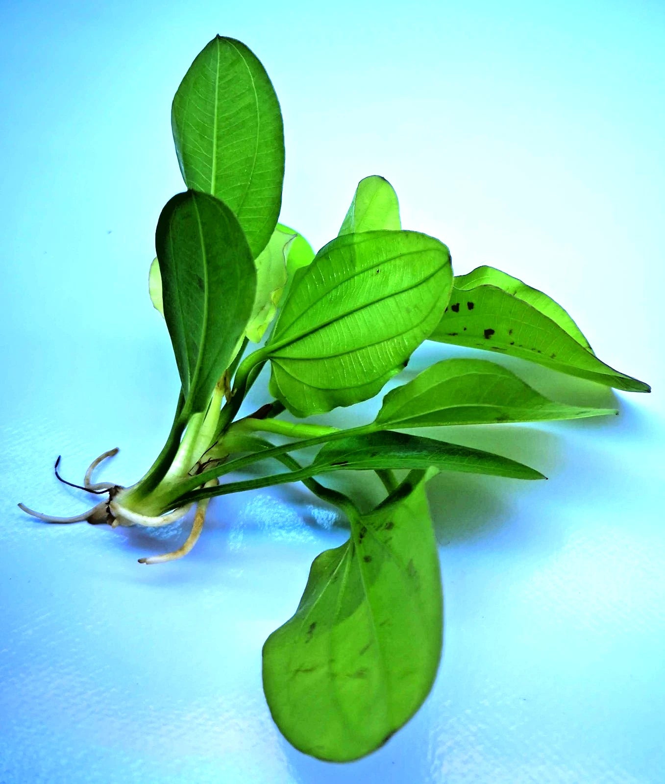 Echinodorus Yellow Sun Live Aquarium Plant Red Green Sword – Tropical Rare