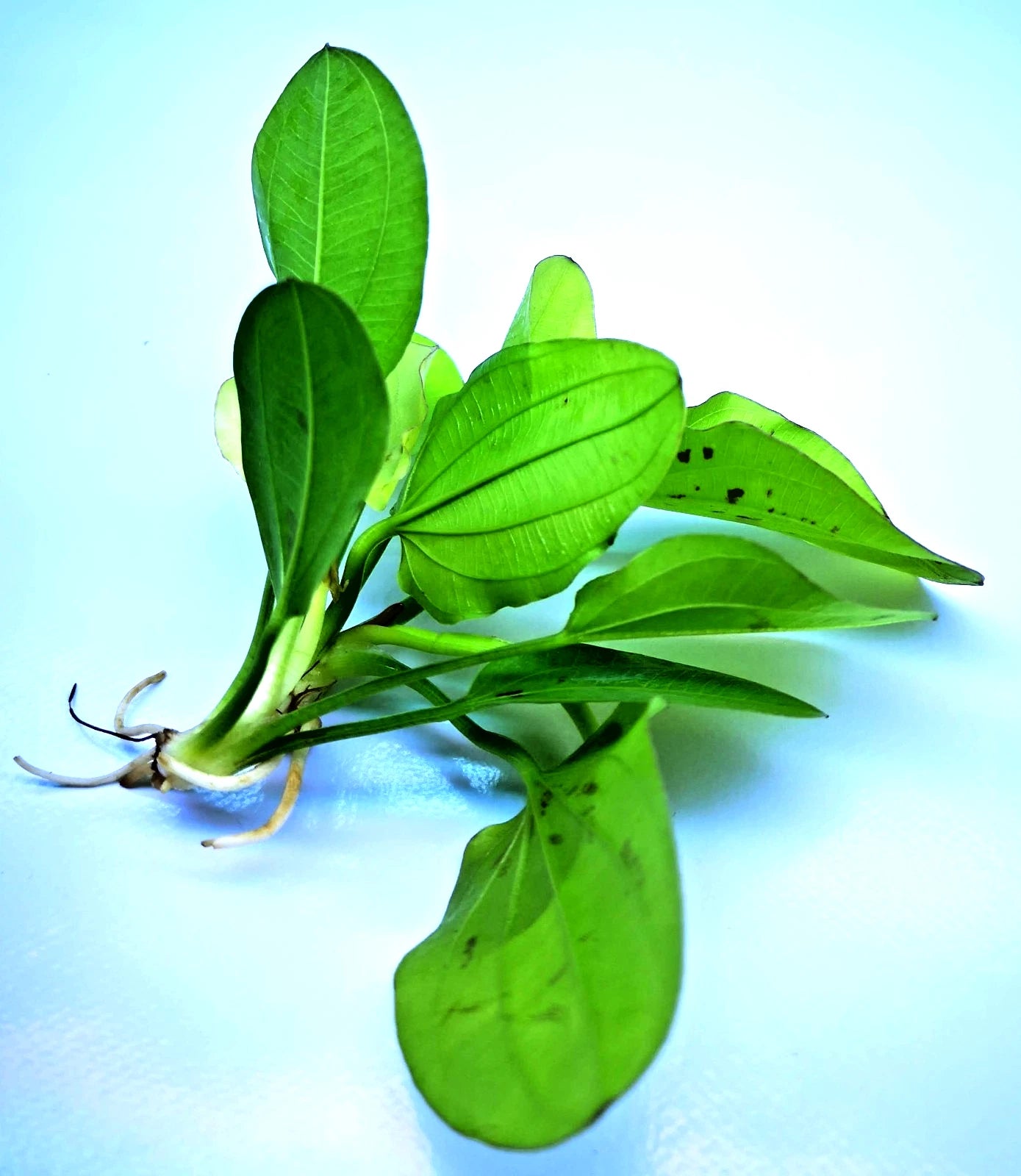 Echinodorus Yellow Sun Live Aquarium Plant Red Green Sword – Tropical Rare