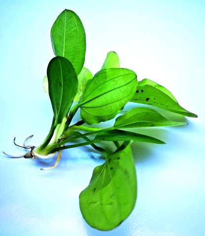 Echinodorus Yellow Sun Live Aquarium Plant Red Green Sword – Tropical Rare