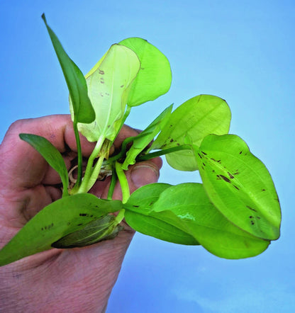 Echinodorus Yellow Sun Live Aquarium Plant Red Green Sword – Tropical Rare