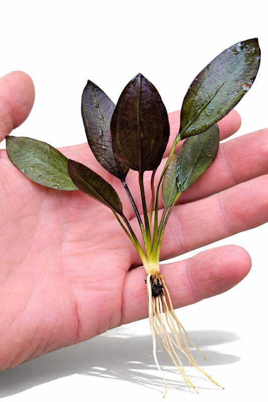 Echinodorus ‘Aflame’ Red Amazon Sword Aquarium Plant