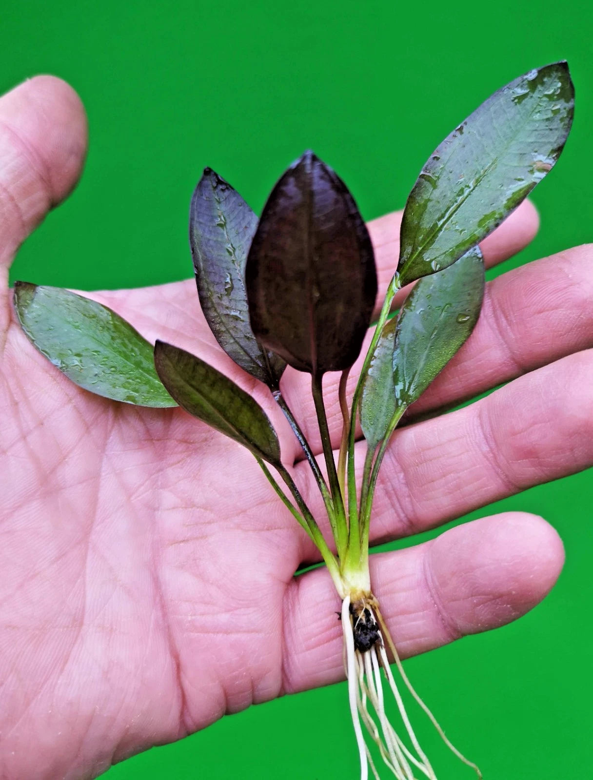 Echinodorus ‘Aflame’ Red Amazon Sword Aquarium Plant