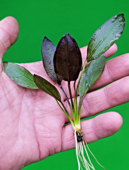 Echinodorus ‘Aflame’ Red Amazon Sword Aquarium Plant