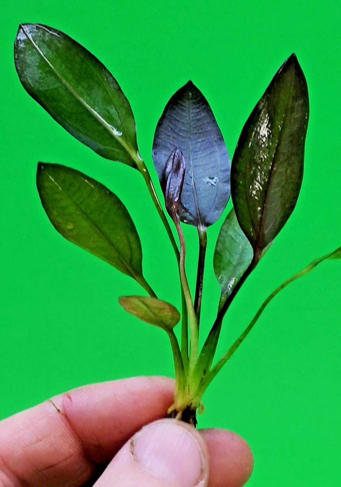 Echinodorus ‘Aflame’ Red Amazon Sword Aquarium Plant