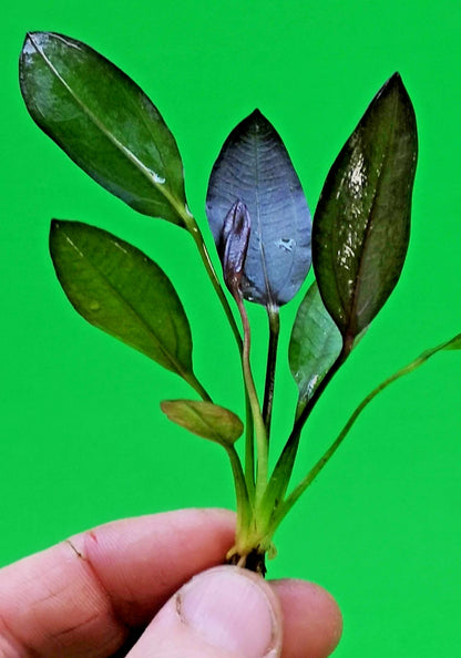 Echinodorus ‘Aflame’ Red Amazon Sword Aquarium Plant
