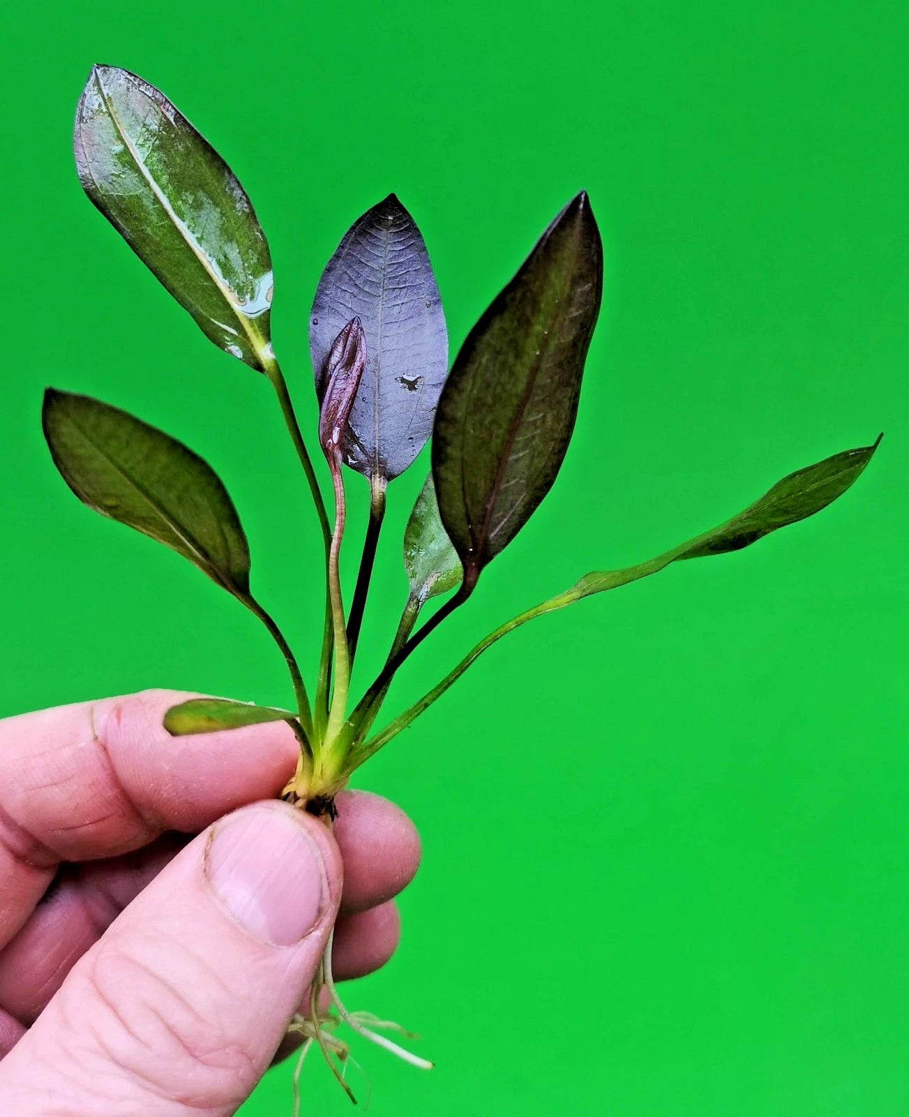 Echinodorus ‘Aflame’ Red Amazon Sword Aquarium Plant