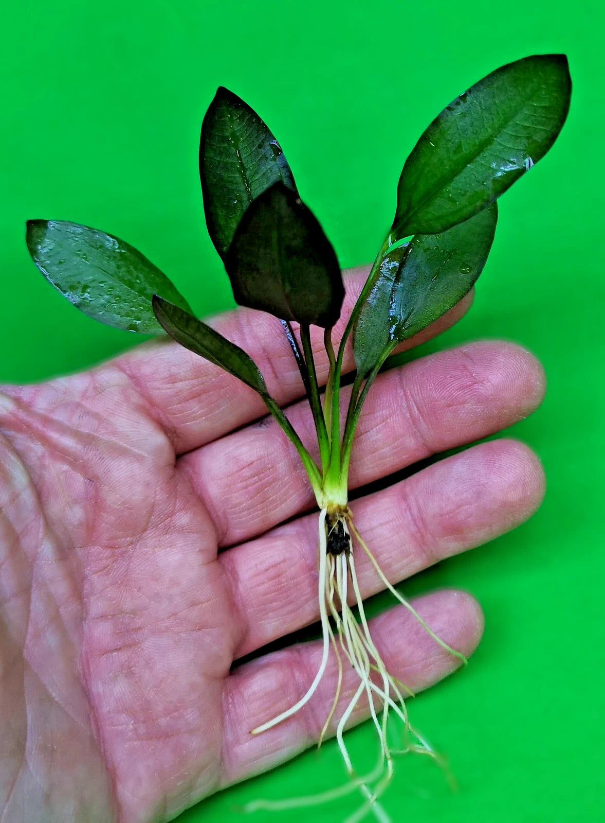 Echinodorus ‘Aflame’ Red Amazon Sword Aquarium Plant
