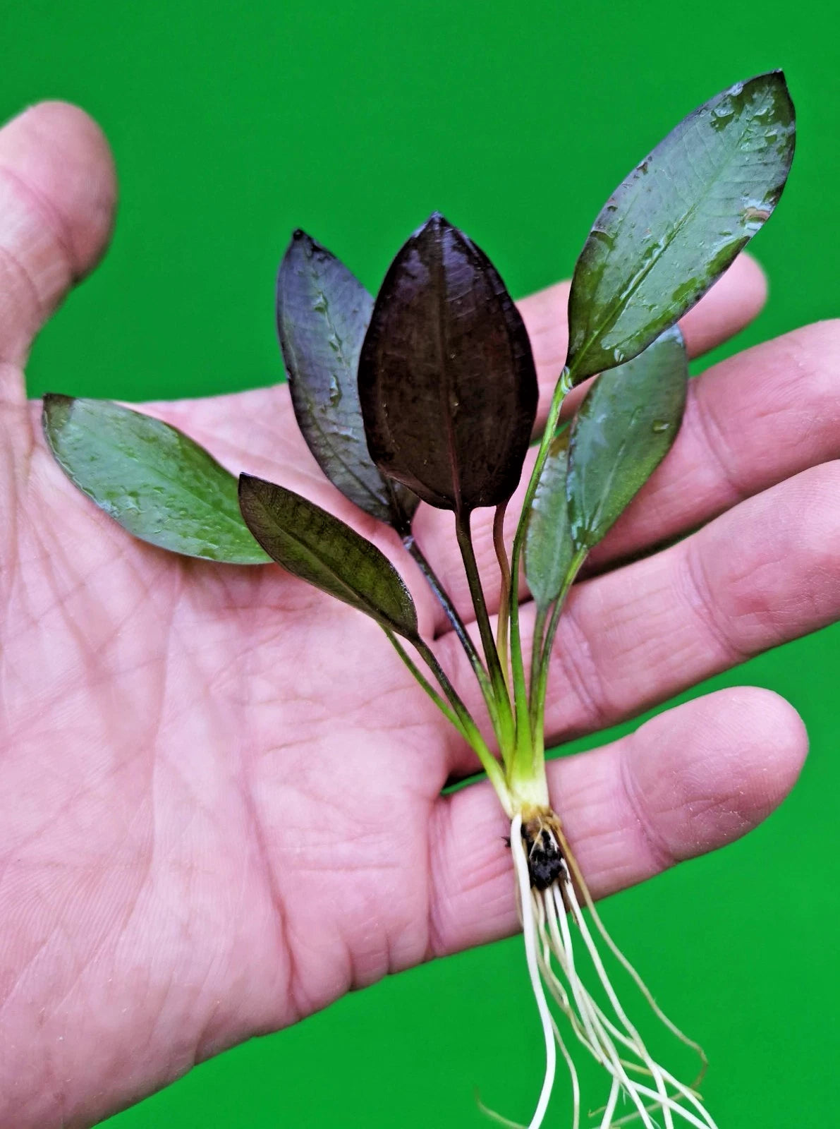 Echinodorus ‘Aflame’ Red Amazon Sword Aquarium Plant