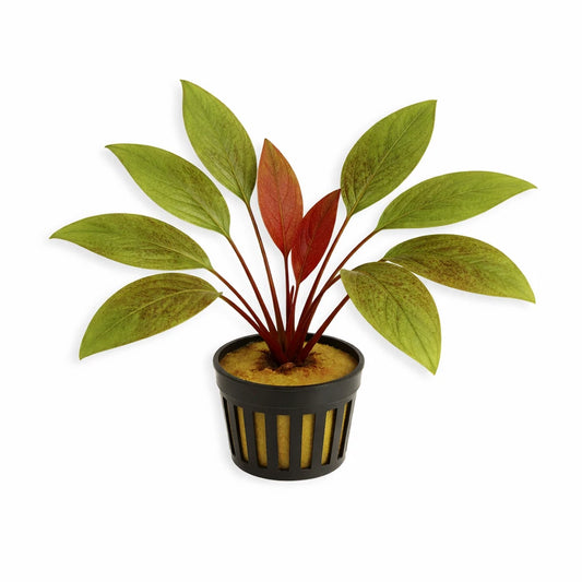Echinodorus ‘Red Mystery’ – Rare Red Sword Aquarium Plant