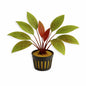 Echinodorus ‘Red Mystery’ – Rare Red Sword Aquarium Plant